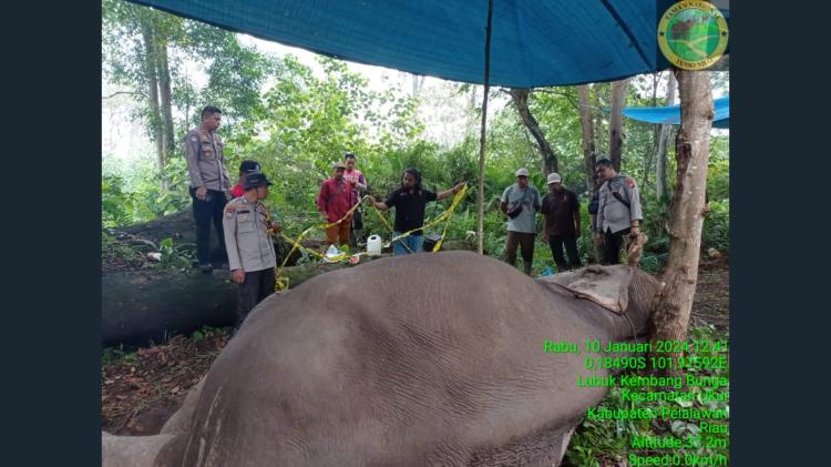 B4ngs4ttt! Gajah di Riau Ditemukan Mati Diracun, Gadingnya Hilang Dipotong