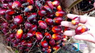Harga Kelapa Sawit Mitra Plasma di Riau Minggu Ini Dihargai Rp2.932 per Kg