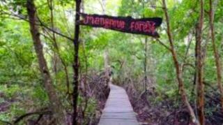 BRGM, 7.162 Ha Mangrove di 7 Kabupaten/Kota Riau Sudah Direhabilitasi